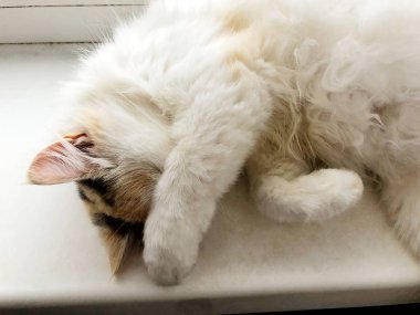 Beyaz pencere eşiğinde parlak bir kedi yatıyor.