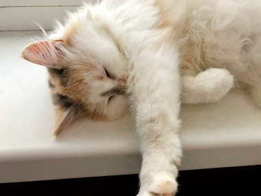 Beyaz pencere eşiğinde parlak bir kedi yatıyor.