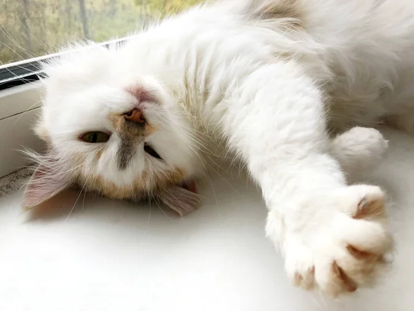 Een heldere kat ligt op een witte vensterbank — Stockfoto