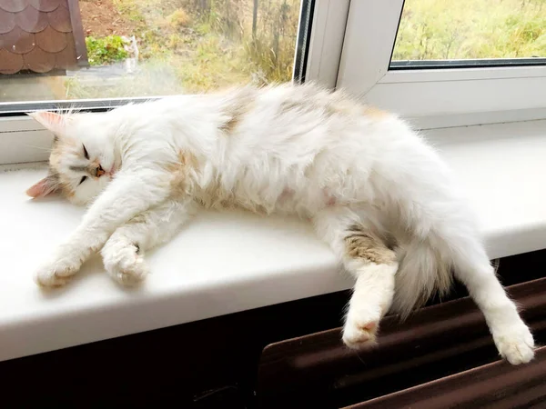 白い窓の上に明るい猫が横たわっている — ストック写真
