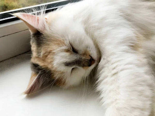 Eine helle Katze liegt auf einem weißen Fensterbrett — Stockfoto