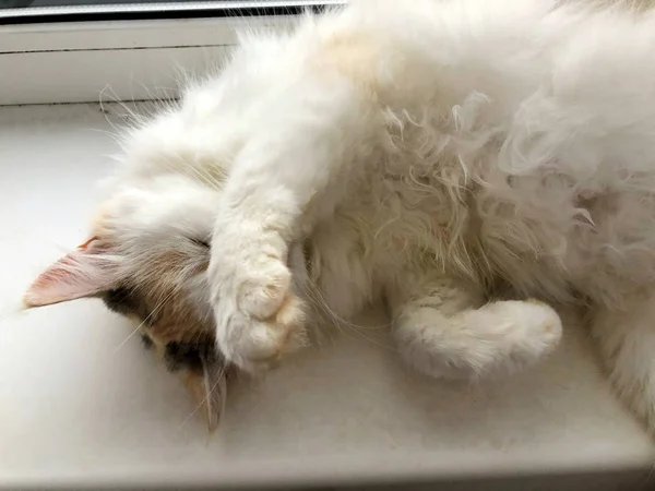 A bright cat lies on a white windowsill — Stock Photo, Image