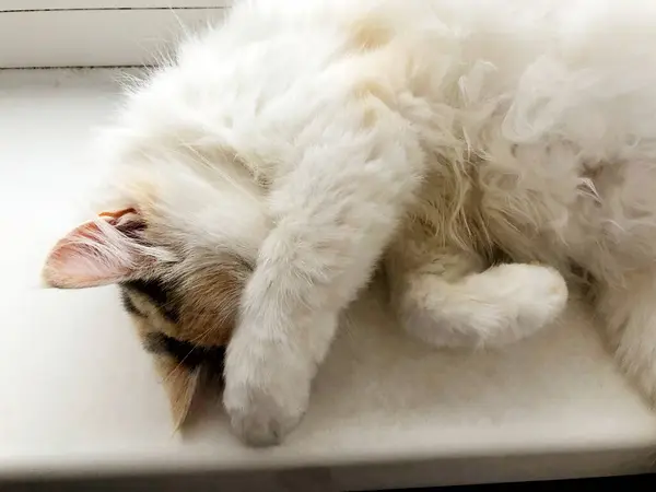 Яркая кошка лежит на белом подоконнике — стоковое фото