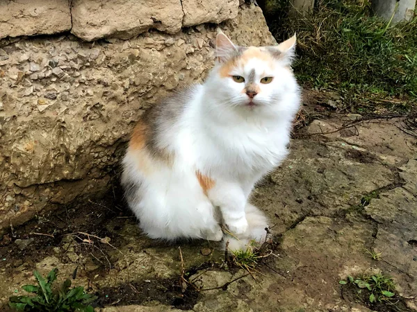 Een Heldere kat zit op de grond — Stockfoto