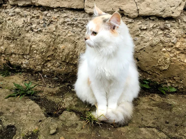 Een Heldere kat zit op de grond — Stockfoto