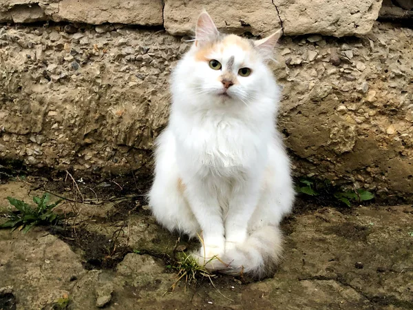 Um gato brilhante senta-se no chão — Fotografia de Stock