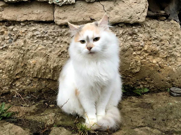 Um gato brilhante senta-se no chão — Fotografia de Stock