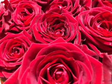 Kırmızı gülleri ve su damlalarını kapatın.