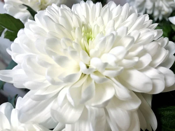 Isolated flowers. White chrysanthemum isolated on white background, closeup shot.