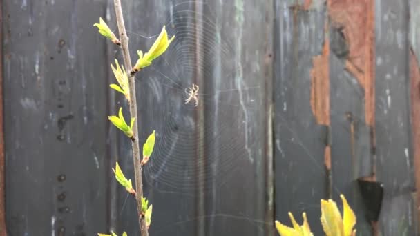 Araña Haciendo Telaraña Cerca Hierba Verde Fondo Spider Spins Web — Vídeo de stock