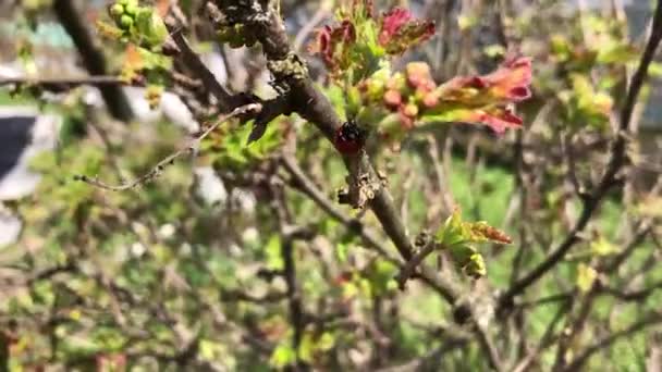 Macrofilming of a ladybug on a branch. — Stock Video