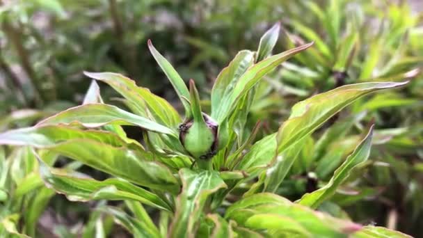 Mieren Stengel Rode Mieren Groene Stengel Van Plant — Stockvideo