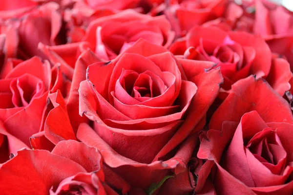 Крупним Планом Червоні Троянди Краплі Води — стокове фото