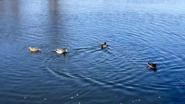 Patos Nadam Grupo Nascente Água Azul — Vídeo de Stock