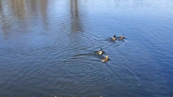 Утки Плавают Группе Голубых Вод — стоковое видео