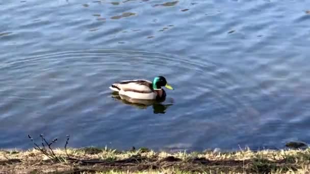 Mallard Eendenmannetje Blauwe Waterbron — Stockvideo