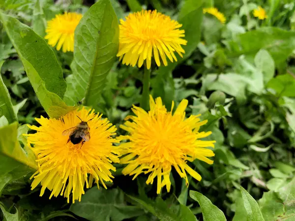 Yellow Dandelions Bright Flowers Dandelions Background Green Spring Meadows Bee — Stock Photo, Image