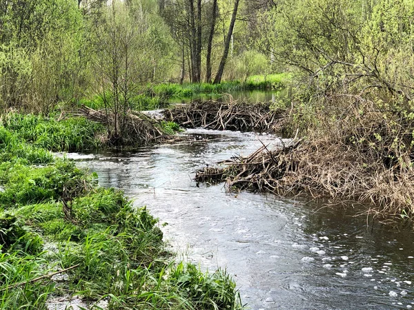 Diga Castoro Dai Rami Sul Fiume — Foto Stock