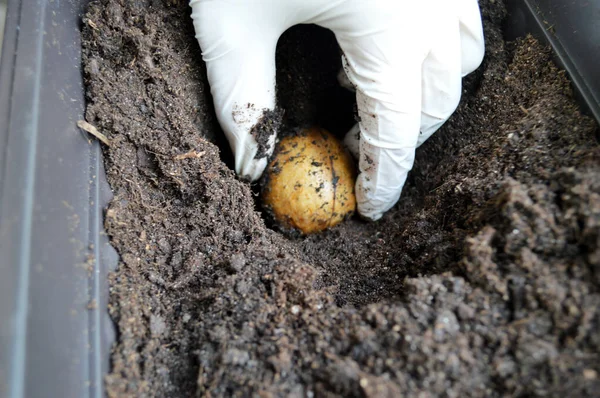 Plant on the woman hand for planting the tree. plants avocado seeds in the ground