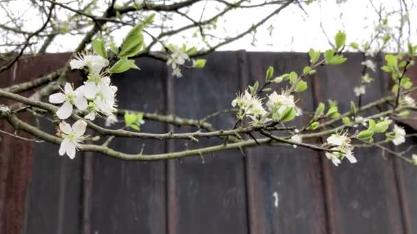 Яблоня цветет, ветви яблонь развеваются на ветру — стоковое видео