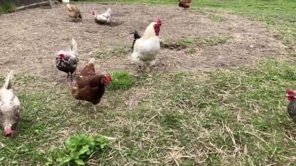 Gallo con polli nel cortile del villaggio. Polli che camminano nel cortile del pollo . — Video Stock