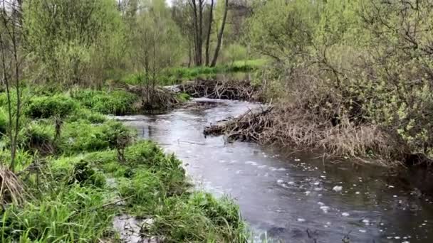 Barrage de castors à partir de branches sur la rivière — Video