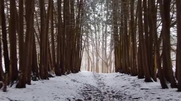 Báječná Zimní Ulička Národním Parku — Stock video