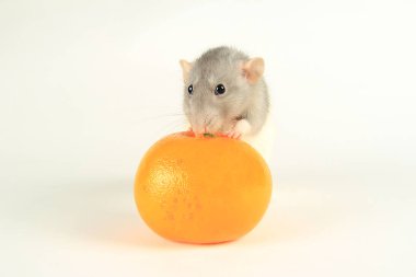 Küçük bir fare mandalinanın üzerinde oturuyor. 2020 Çin Yeni Yılı Fare