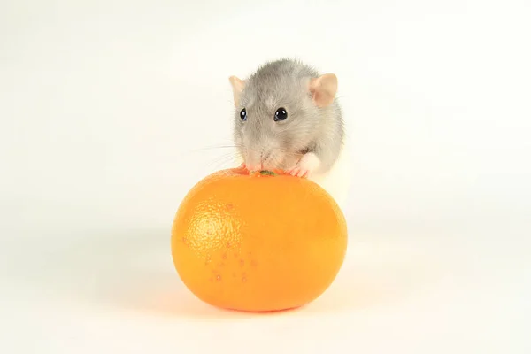 Little Mouse Sitting Tangerine 2020 Chinese New Year Rat — Stock Photo, Image