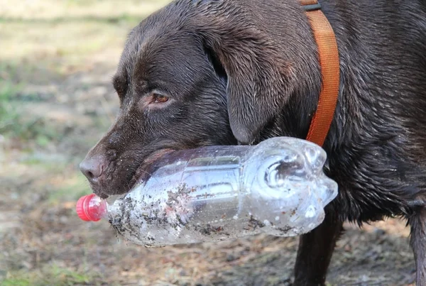 A wet brown dirty Labrador with a bottle in his mouth. The concept of plastic recycling, zero waste, dog training.