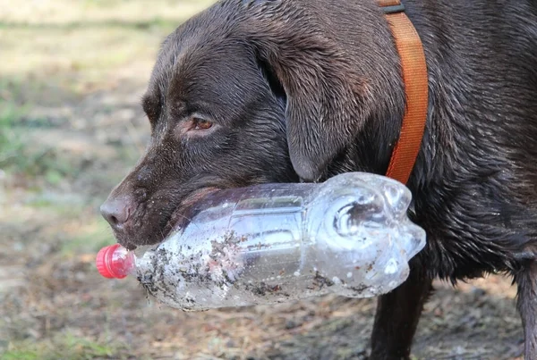 Ağzında bir şişe olan ıslak, kahverengi, kirli bir Labrador. Plastik geri dönüşüm konsepti, sıfır atık, köpek eğitimi.