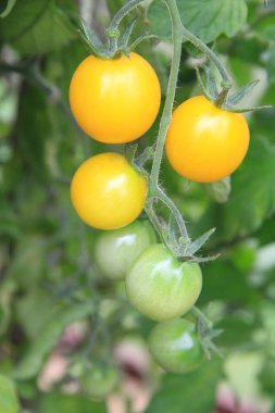 Sarı ve yeşil domatesleri yakından çek. Serada domatesler. Organik bir çiftlikte taze sarı kiraz domatesleri..