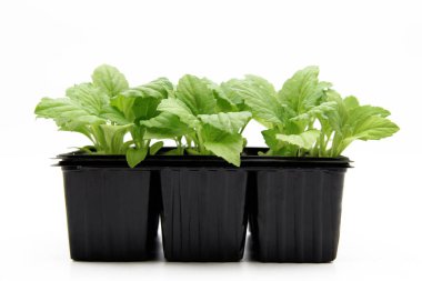 Yeşil bir bitkinin taze filizleri ekilir. Tohumlar ve bahçe işleri. Evde yiyecek yetiştiriyorum..