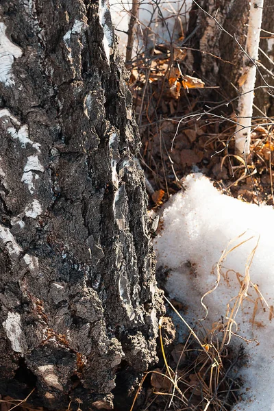 Bela Casca Bétula Neve Branca Derretida Durante Primavera Durante Dia — Fotografia de Stock