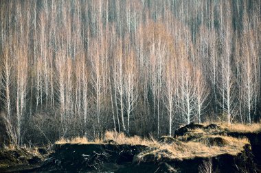 Doğanın güzel manzarası, orman ve gündüz vakti yeşil alan. Yaz mevsiminde seyahat için hava tahmini ve ılıman iklim