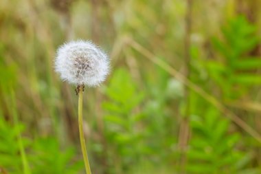 Beyaz Karahindiba çiçeği