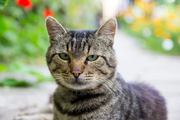 Hermoso patio gato —  Fotos de Stock