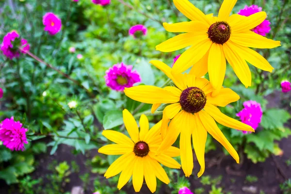 Drei große leuchtend gelbe Blume — Stockfoto