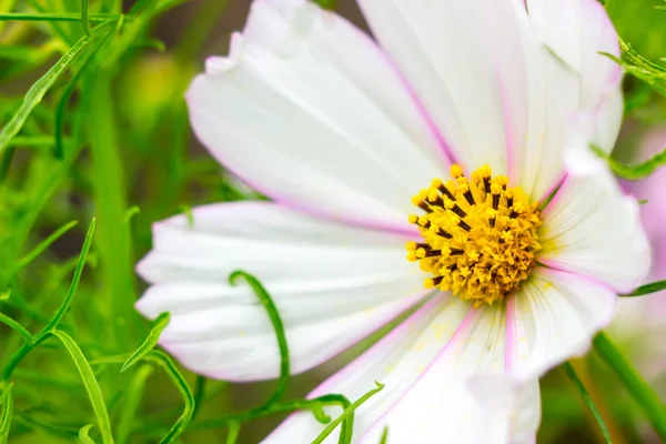 Duży biały kwiat żółty sercem — Zdjęcie stockowe