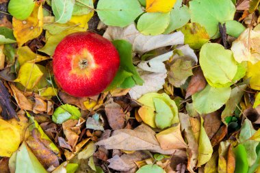 güzel olgun sulu Kırmızı elma