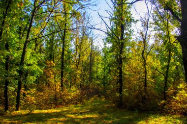 arka plan sonbahar ormanda