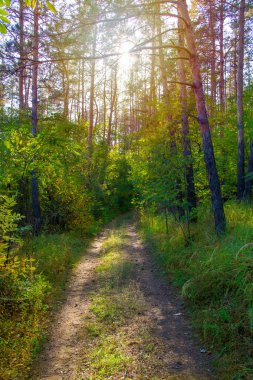 toprak yol Sonbahar Ormanı