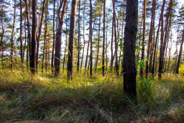 arka plan sonbahar ormanda