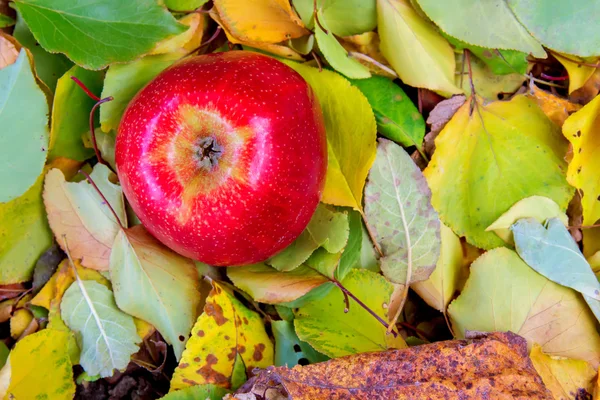 güzel olgun sulu Kırmızı elma