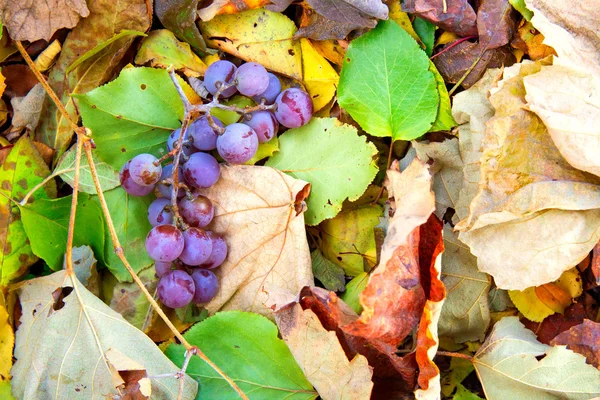 Racimo de uvas moradas maduras acostado — Foto de Stock