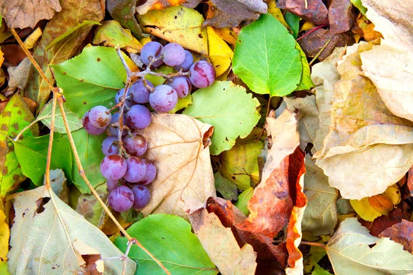 Bouquet de raisins violets mûrs couché — Photo