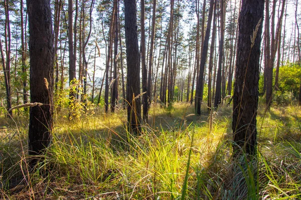 Fundo outono na floresta — Fotografia de Stock