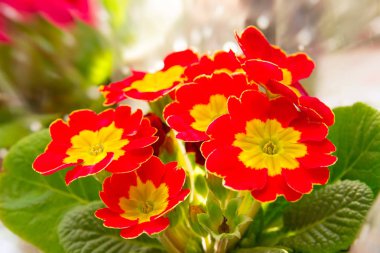 Kırmızı Sarı çuha çiçeği çiçek