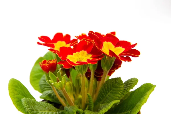 Kırmızı Sarı çuha çiçeği çiçek