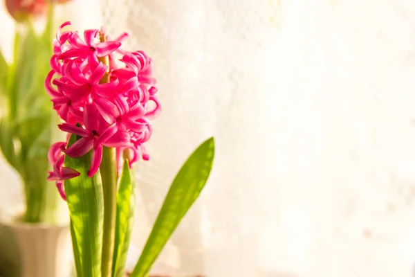 Hyacinth flower on white — Stock Photo, Image